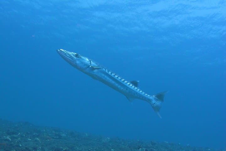 Discover Scuba Diving in Amed and Tulamben — Beginner Day Trip to Coral Reefs photo 4