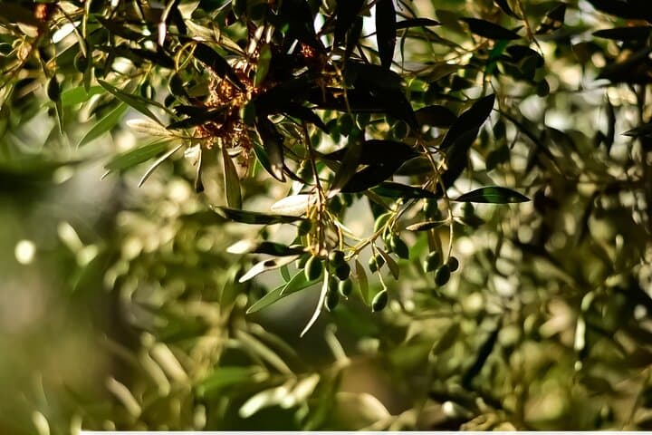 Nafplio to Argos: Larissa Castle and Olive Grove Tasting Experience photo 2