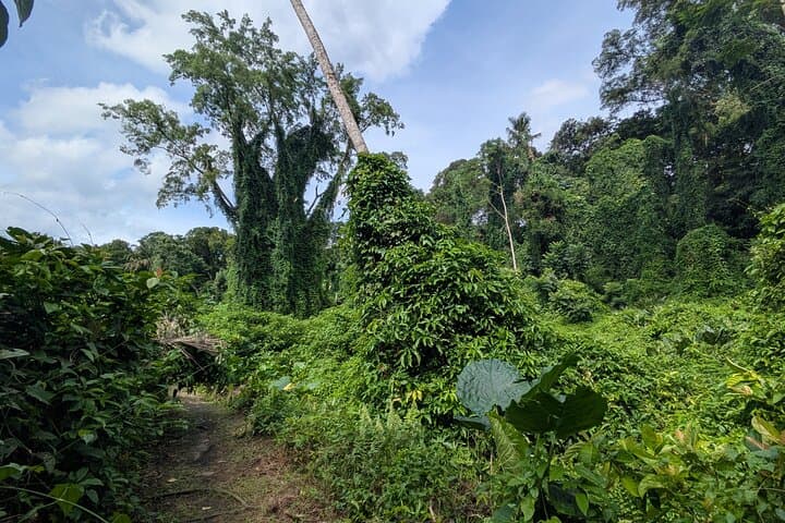 Bukit Brown to MacRitchie: Jungle and Heritage Walk in Singapore photo 2