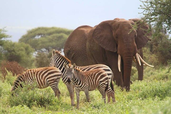 Amboseli Safari: 2-Night, 3-Day Wildlife Escape with Kilimanjaro Views photo 4