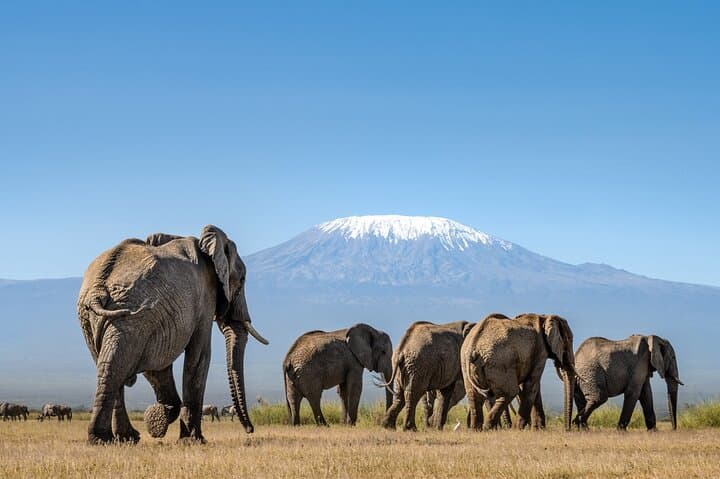 Amboseli Safari: 2-Night, 3-Day Wildlife Escape with Kilimanjaro Views photo 3
