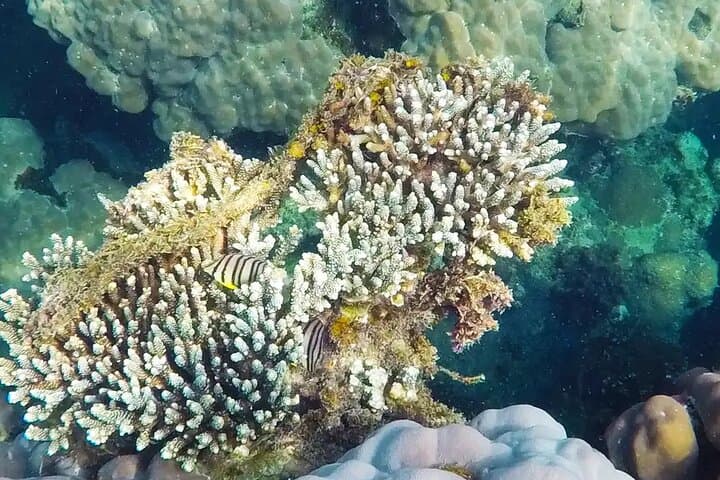 Phu Quoc Two-Island Snorkel Cruise: Buom & May Rut Islands