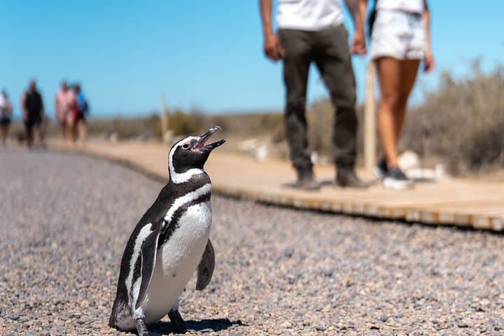 Punta Tombo Penguin Experience: Shore Tour from Puerto Madryn