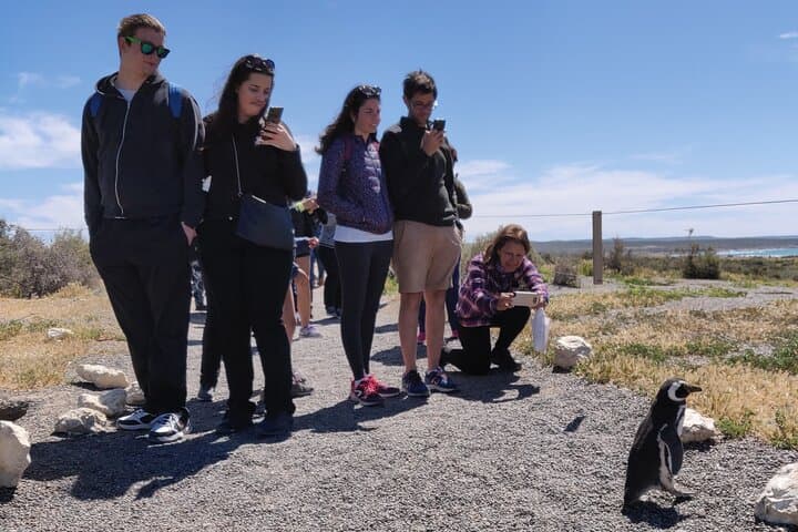 Punta Tombo Penguin Experience: Shore Tour from Puerto Madryn photo 2