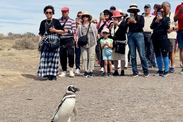 Punta Tombo Penguin Experience: Shore Tour from Puerto Madryn photo 4