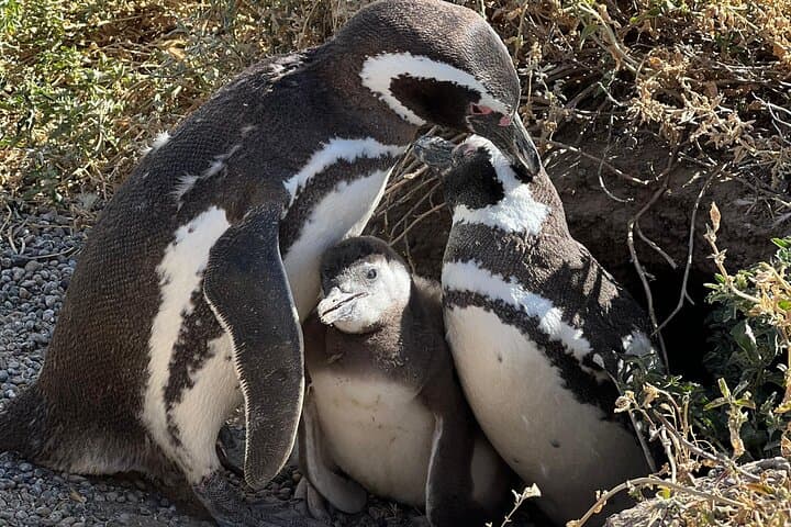 Punta Tombo Penguin Experience: Shore Tour from Puerto Madryn photo 5
