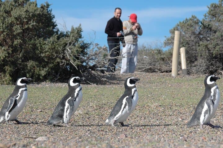 Punta Tombo Penguin Experience: Shore Tour from Puerto Madryn photo 6