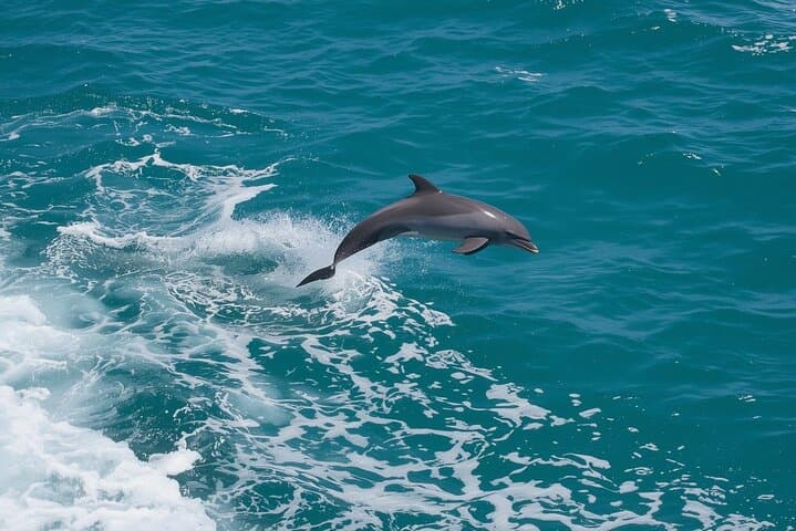 Sunset Tiki Cruise and Dolphin Watching in Sarasota Bay photo 3
