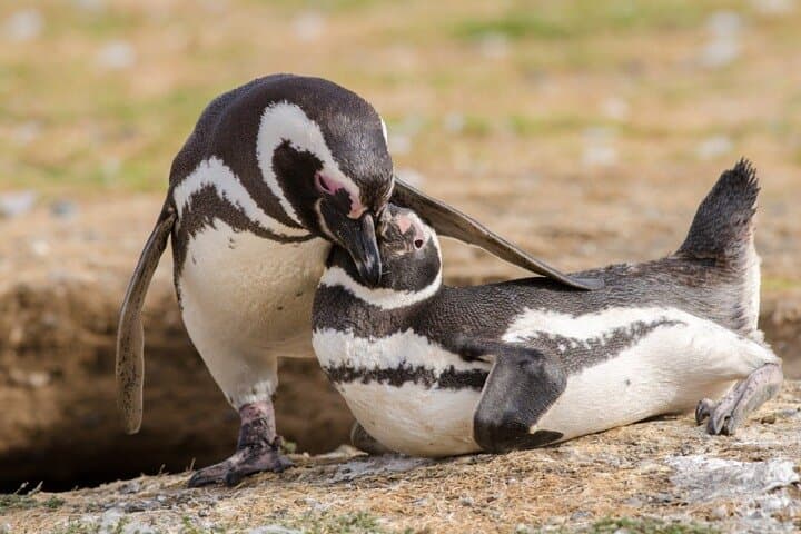 Magdalena and Marta Islands: Penguin & Sea Lion Encounter in Chilean Patagonia photo 2