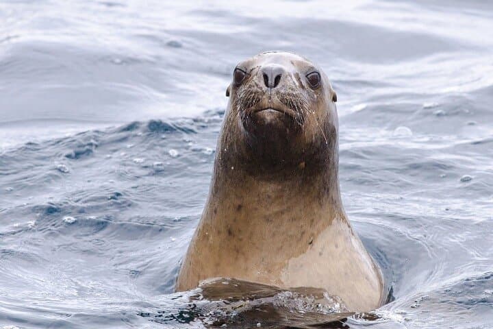 Magdalena and Marta Islands: Penguin & Sea Lion Encounter in Chilean Patagonia photo 3