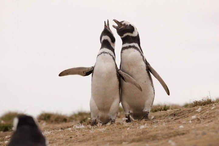 Magdalena and Marta Islands: Penguin & Sea Lion Encounter in Chilean Patagonia photo 4