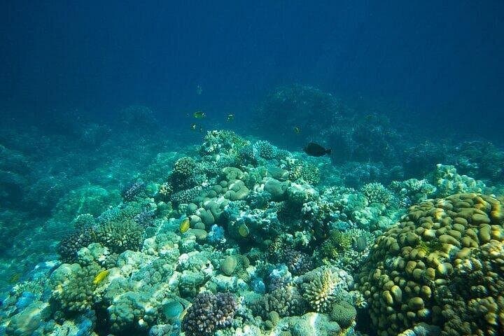 Coral Nursery Snorkeling in La Paz: Eco Adventure at Pichilingue photo 3