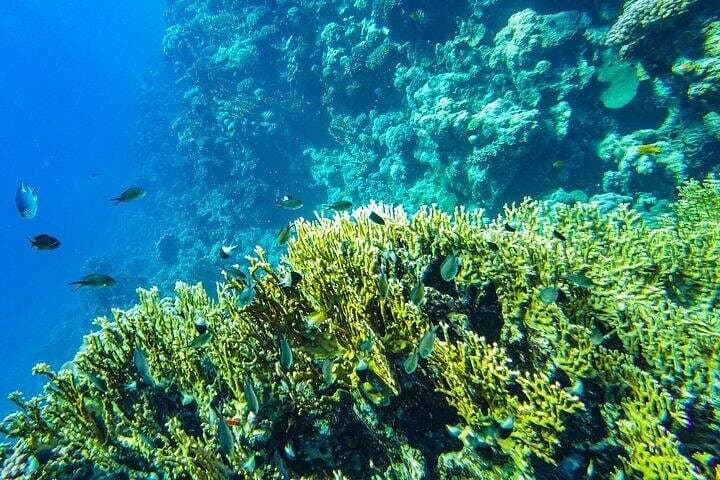 Coral Nursery Snorkeling in La Paz: Eco Adventure at Pichilingue photo 2