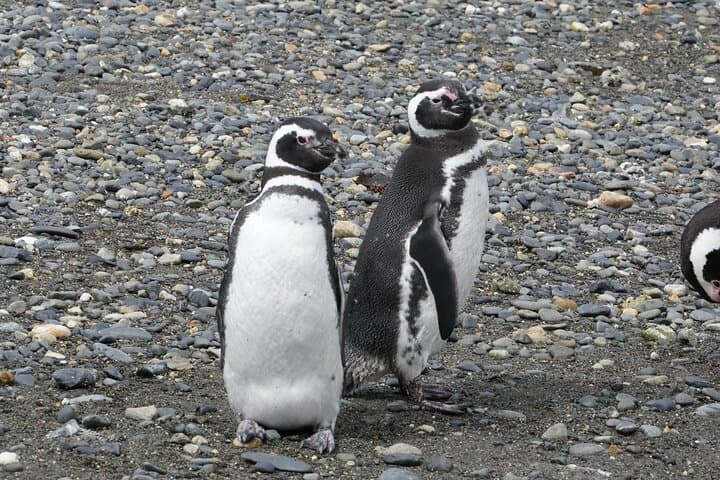 Puerto Almanza & Punta Paraná: Penguin Cruise, Lunch and Scenic Views from Ushuaia