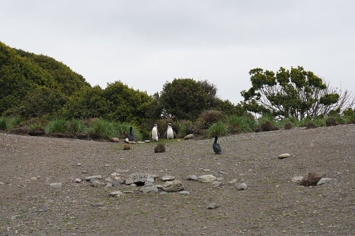 Puerto Almanza & Punta Paraná: Penguin Cruise, Lunch and Scenic Views from Ushuaia photo 2