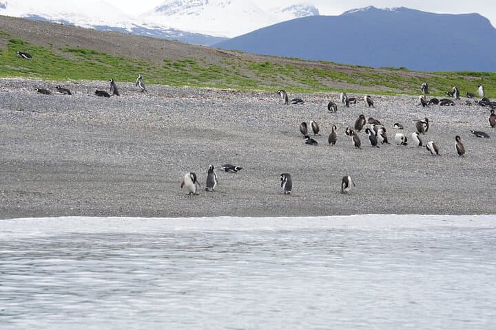 Puerto Almanza & Punta Paraná: Penguin Cruise, Lunch and Scenic Views from Ushuaia photo 3