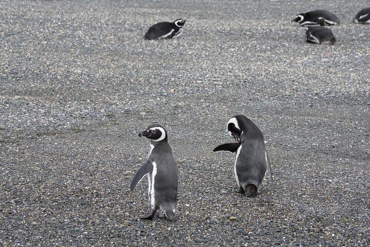 Puerto Almanza & Punta Paraná: Penguin Cruise, Lunch and Scenic Views from Ushuaia photo 4