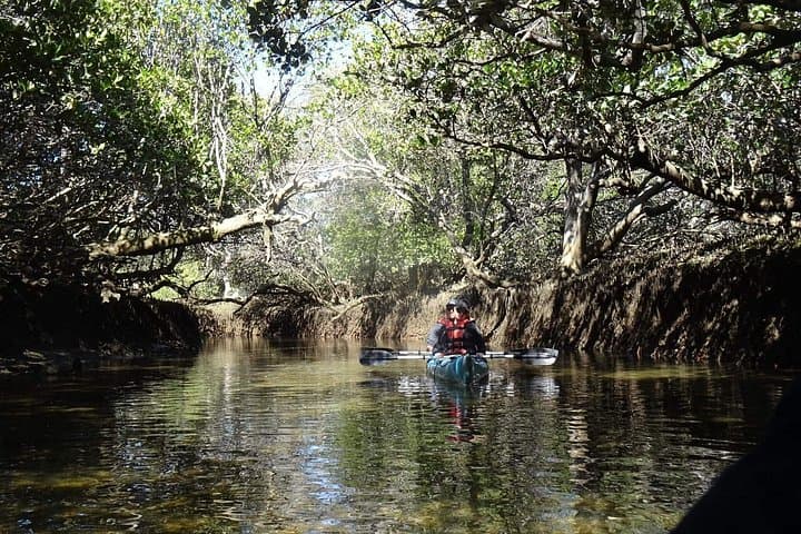 Twilight Mangrove Kayak Tour at Garden Island — Adelaide Dolphin Sanctuary Evening Paddle photo 4