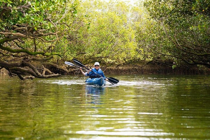 Dolphin Sanctuary Kayak Tour — Kayak Through Port Adelaide’s Mangroves photo 1