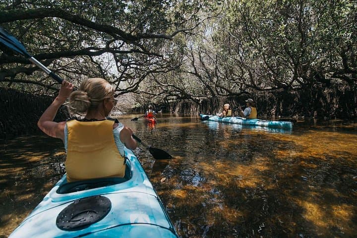 Dolphin Sanctuary Kayak Tour — Kayak Through Port Adelaide’s Mangroves photo 2