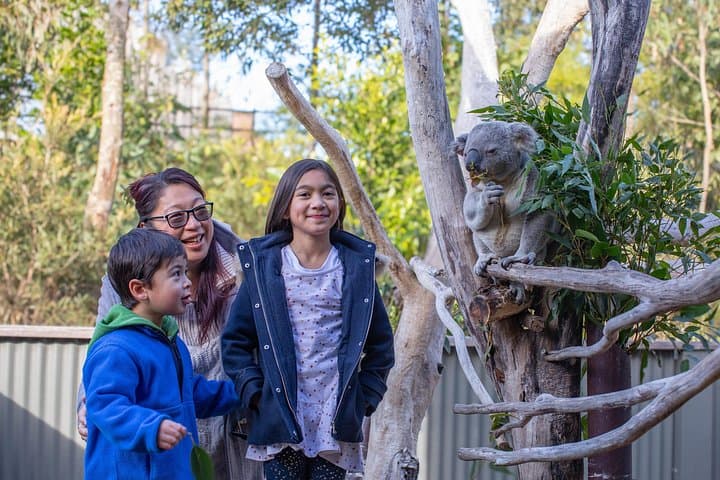 Blue Mountains Ultimate Day Trip: Scenic World, Three Sisters, Lincoln's Rock & Sydney Zoo photo 4