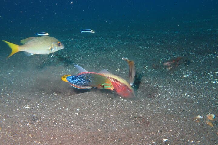 Snorkeling Amed & Tulamben: USAT Liberty Wreck and Coral Reefs Day Trip photo 2
