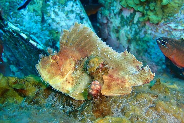 Snorkeling Amed & Tulamben: USAT Liberty Wreck and Coral Reefs Day Trip photo 3