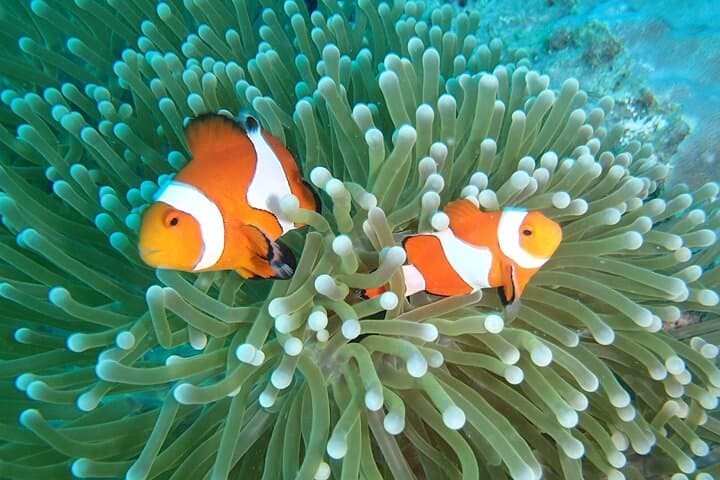 Snorkeling Amed & Tulamben: USAT Liberty Wreck and Coral Reefs Day Trip photo 4