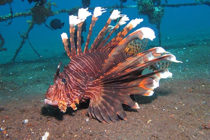 Snorkeling Amed & Tulamben: USAT Liberty Wreck and Coral Reefs Day Trip photo 5