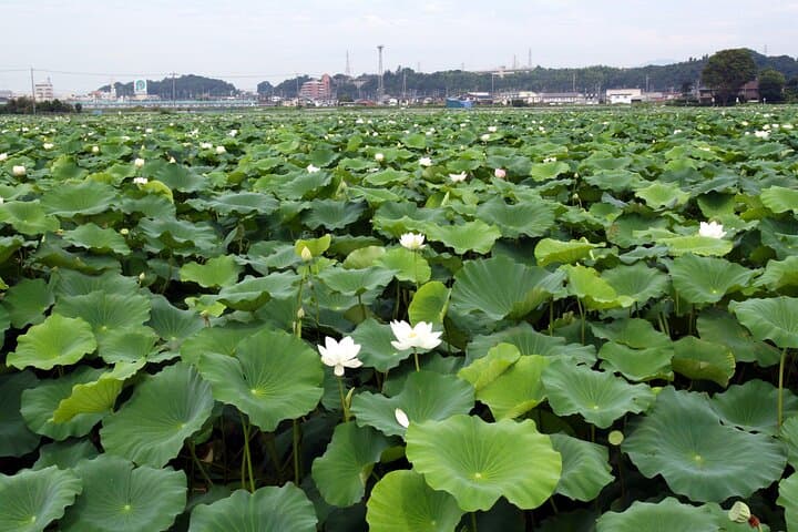 Ibaraki Heritage and Countryside Guided Cycling: Tsukuba & Kasumigaura Ring photo 2