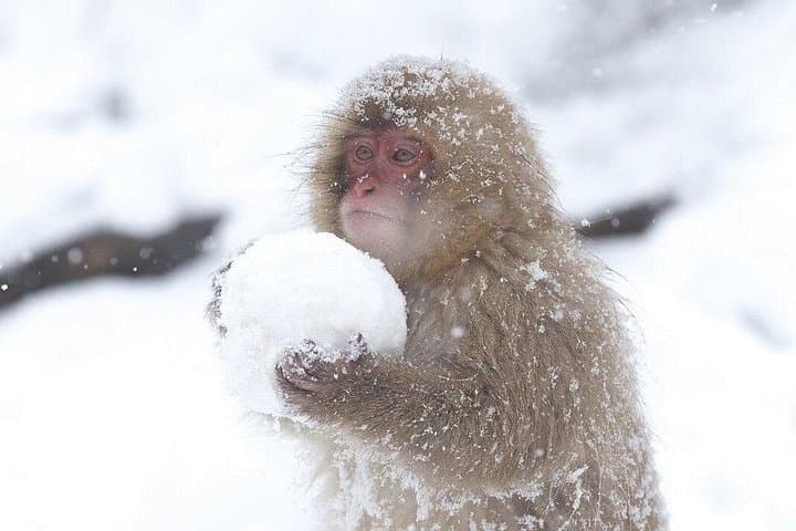 VIP Snow Monkeys & Hakuba Ski Day: Private Tour from Tokyo to Jigokudani