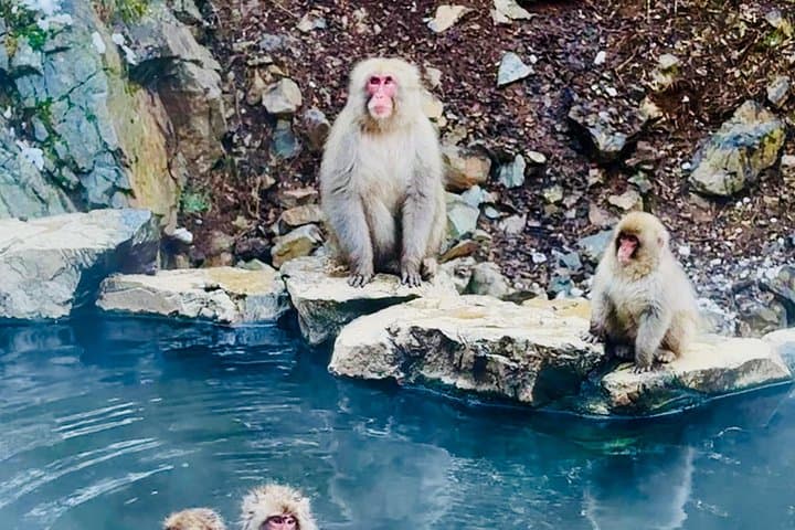 VIP Snow Monkeys & Hakuba Ski Day: Private Tour from Tokyo to Jigokudani photo 2