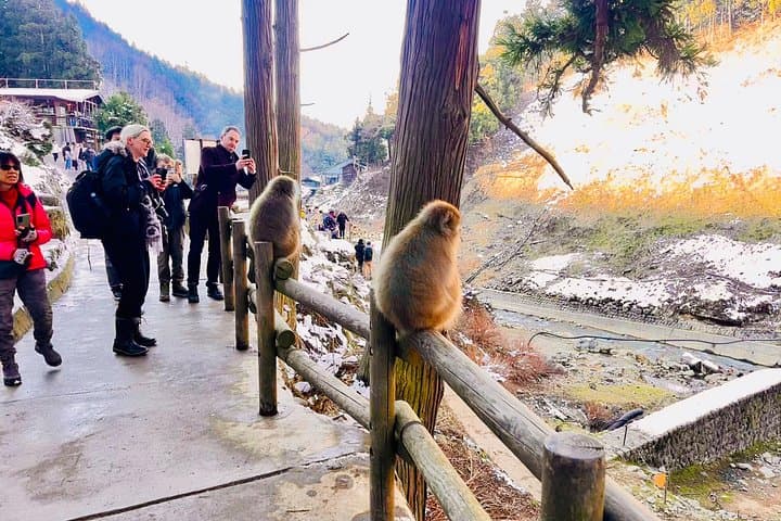 VIP Snow Monkeys & Hakuba Ski Day: Private Tour from Tokyo to Jigokudani photo 3