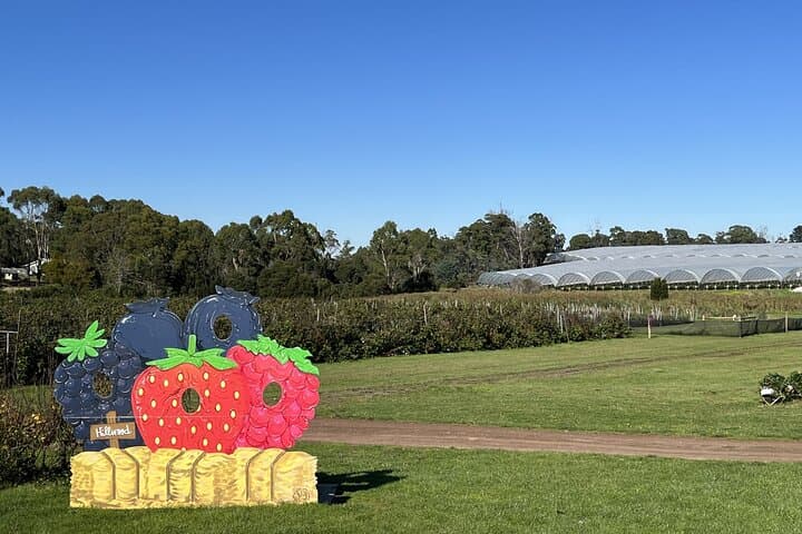 Tamar Valley Day Tour: Wildlife, Berries & Beaconsfield Heritage photo 2