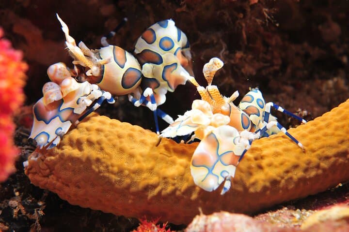 Half-Day Intro Scuba Dive at Koh Waeo, Phuket — 2 Beginner Dives photo 3