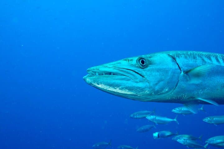 Half-Day Intro Scuba Dive at Koh Waeo, Phuket — 2 Beginner Dives photo 4