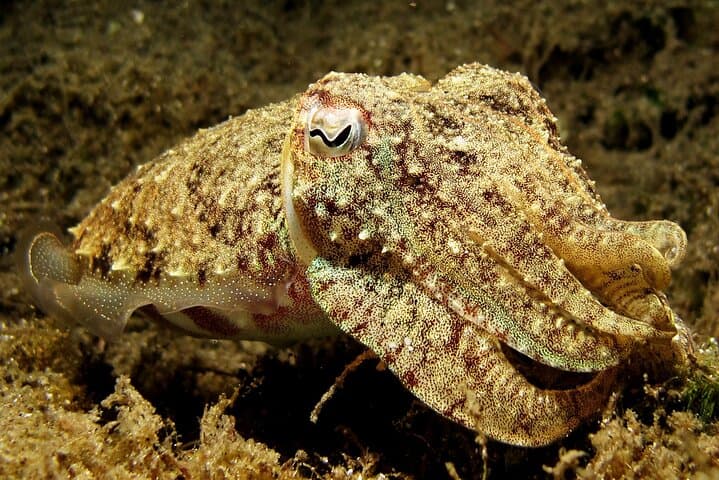 Half-Day Intro Scuba Dive at Koh Waeo, Phuket — 2 Beginner Dives photo 6