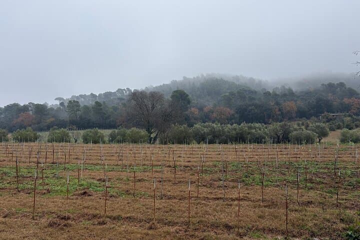 Sant Cugat Monastery Hike and Wine Tasting from Barcelona