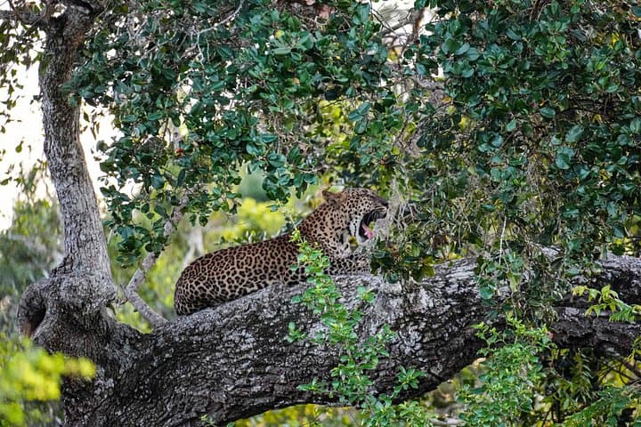 Private Safari in Yala National Park: Leopard & Elephant Photography Tour photo 3