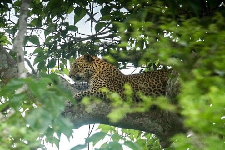 Private Safari in Yala National Park: Leopard & Elephant Photography Tour photo 4