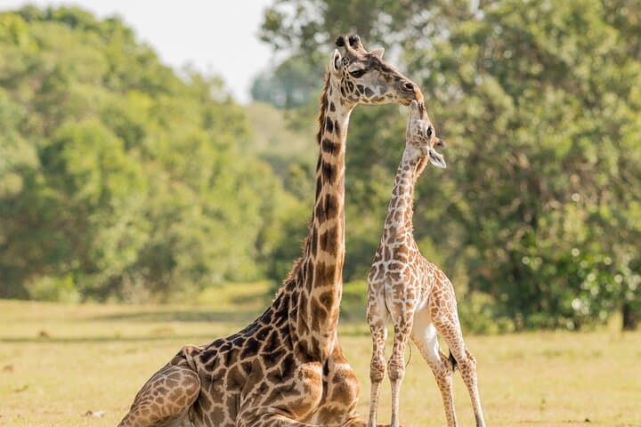 3-Day Cape Town: City Sights, Cape Peninsula & Big Five Safari photo 5
