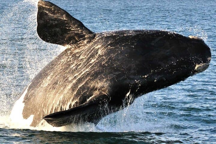 Cape Town in Three Acts: Whales, Wine, and Tandem Flight