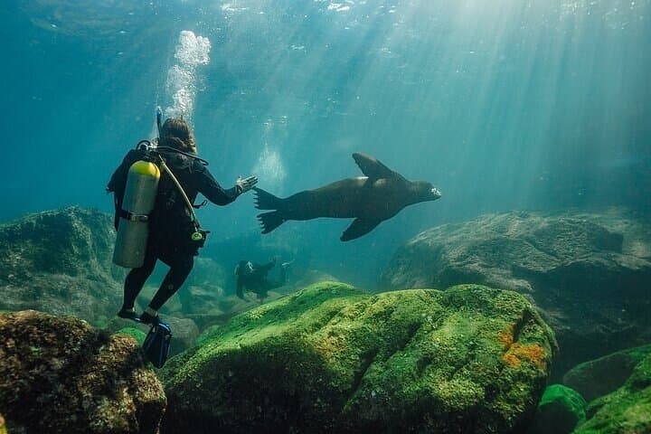2-Tank Scuba Diving in La Paz — Isla Espíritu Santo & Los Islotes