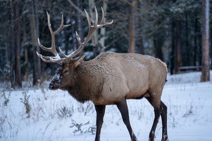Golden Hour Wildlife: Banff Evening Viewing & Sunset Tour photo 2