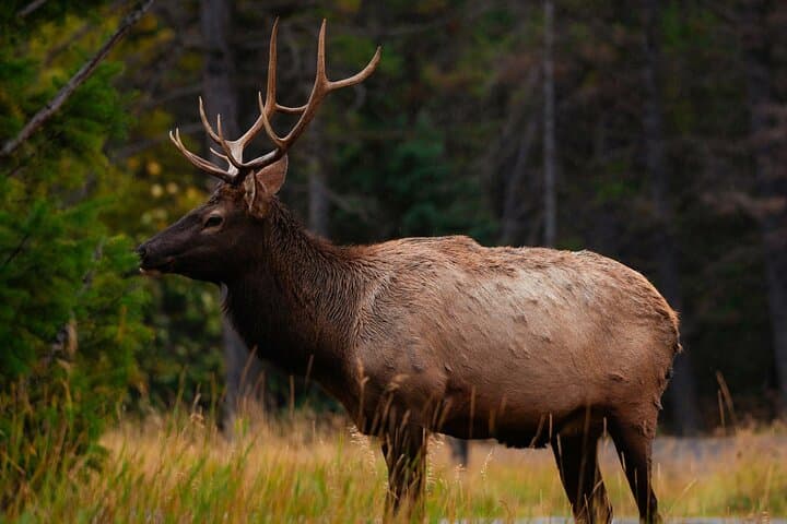 Golden Hour Wildlife: Banff Evening Viewing & Sunset Tour photo 3