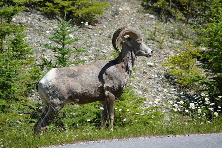 Golden Hour Wildlife: Banff Evening Viewing & Sunset Tour photo 4
