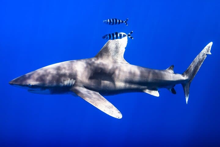 Kaimana Ocean Safari — Small-Boat Wildlife Snorkel on Kona's Coast photo 2