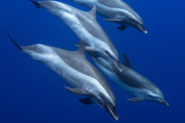 Kaimana Ocean Safari — Small-Boat Wildlife Snorkel on Kona's Coast photo 3