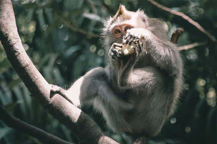 Ubud Full-Day: Bali Swing, Koi Boat, Monkey Forest & Kanto Lampo Waterfall photo 6