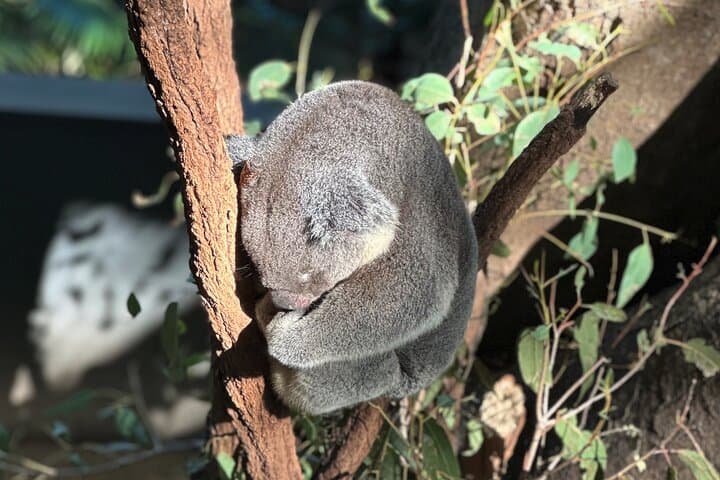 Brisbane City & Koalas Private Day Tour — Lone Pine Sanctuary, Mt Coot‑tha Views & Local Stories